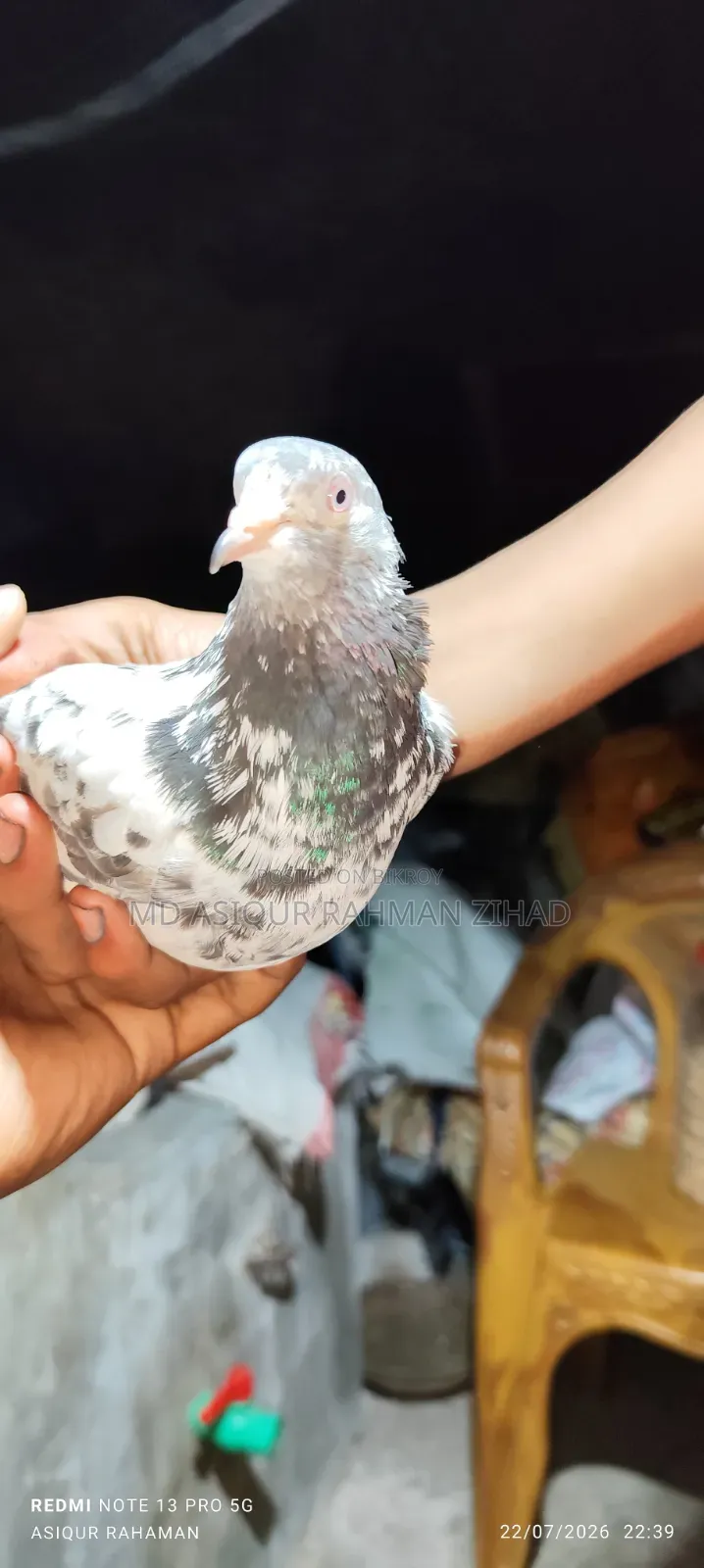 গোল্ডেন মাদী
