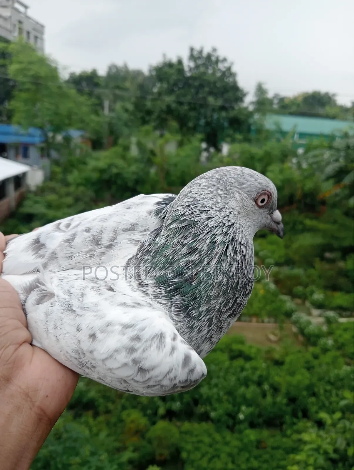 Silver Family for Sale
