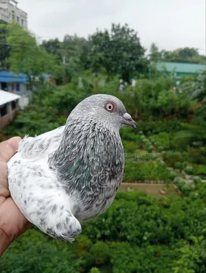 Silver Family for Sale