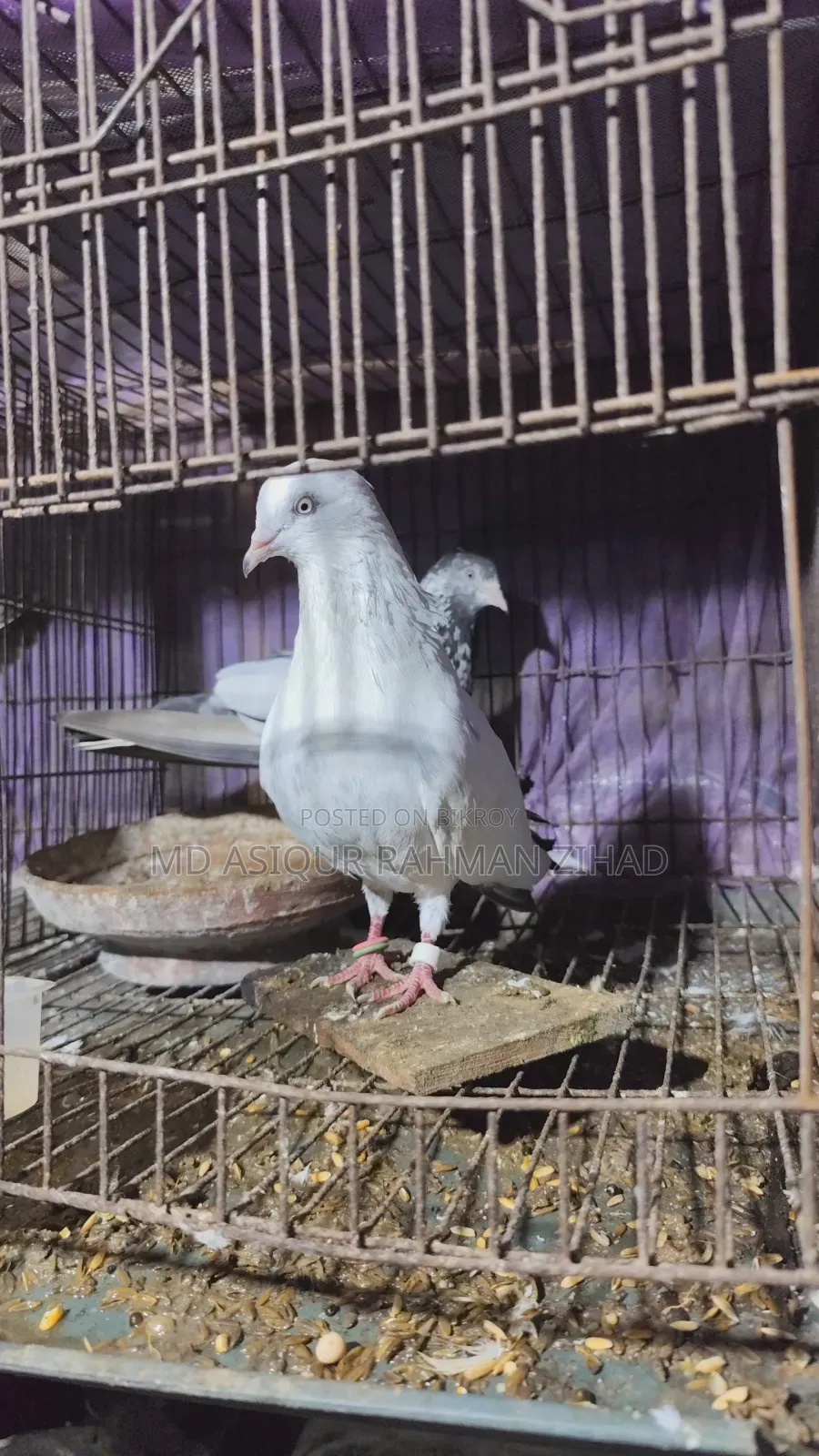 Kaldam Male and Female