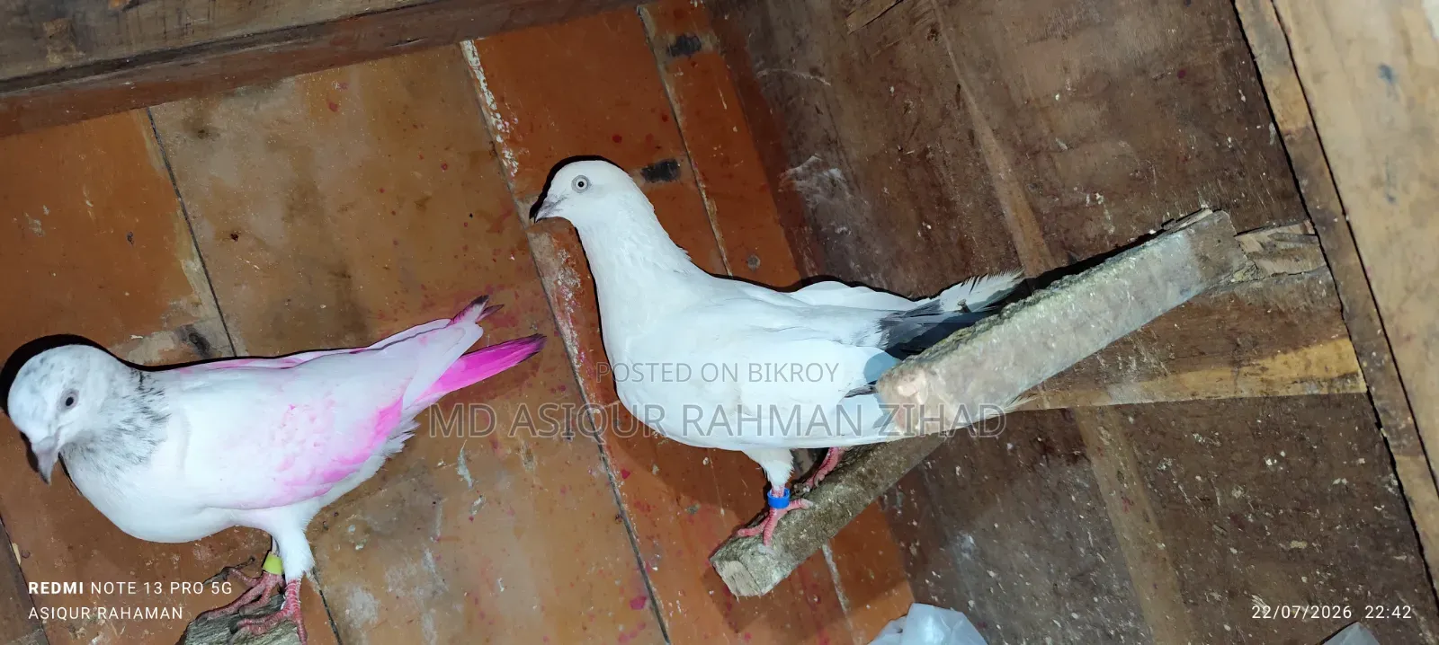Kaldam Male and Female