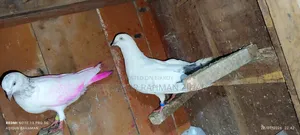 Kaldam Male and Female