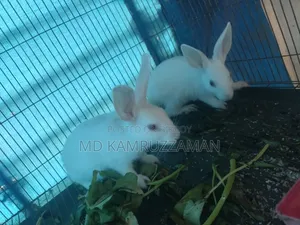 এক জোড়া খরগোশ সেল