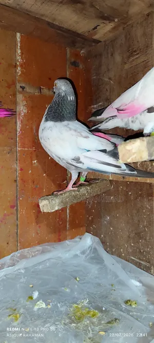 Nepali Eye Yellow Male