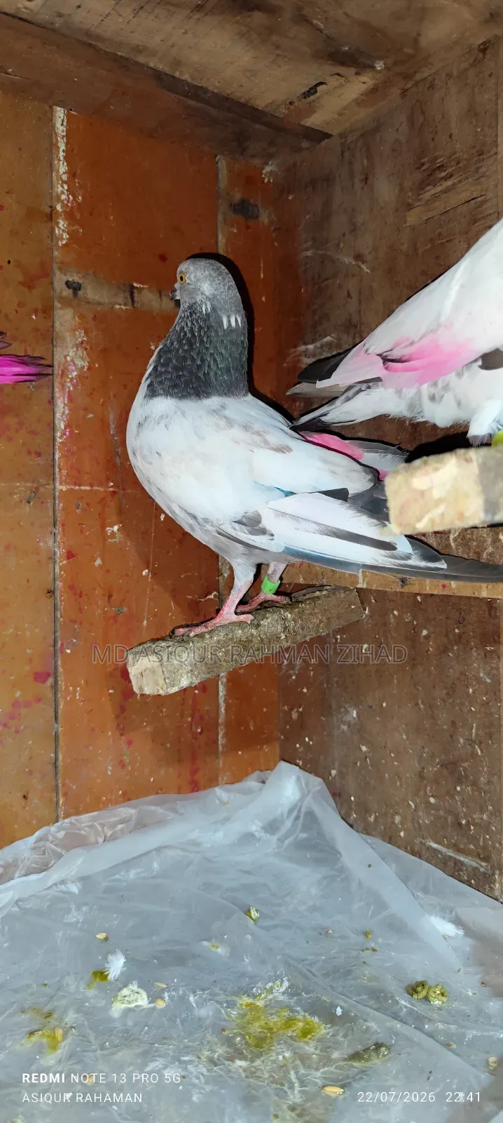Nepali Eye Yellow Male