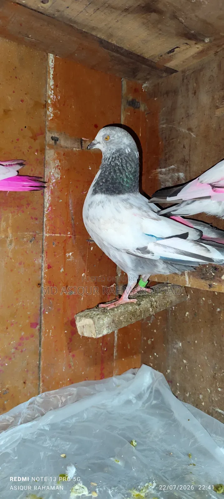 Nepali Eye Yellow Male