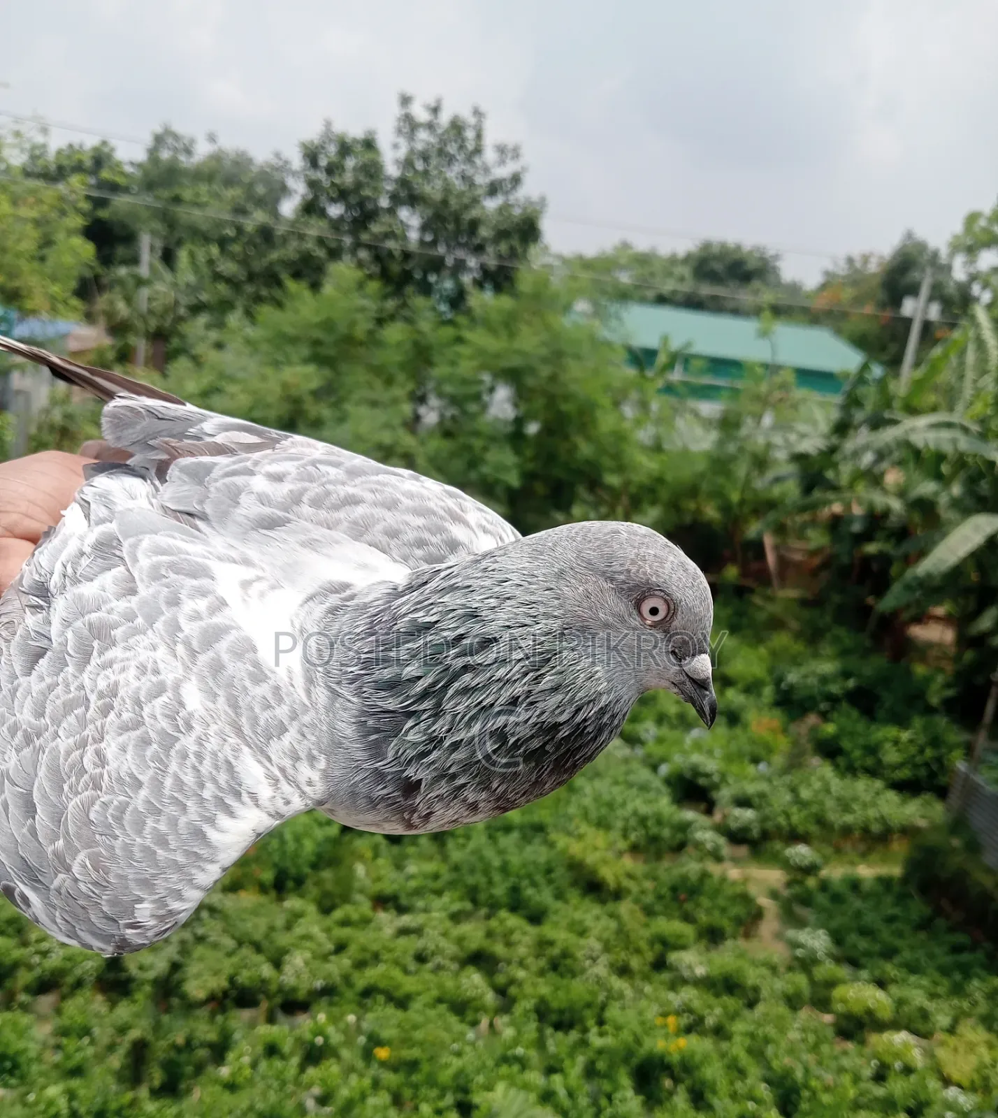 Silver Family Pigeons for Sale