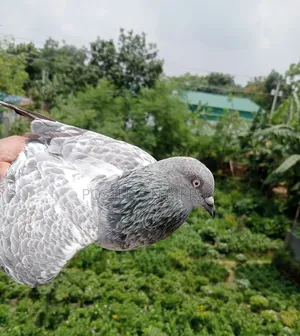 Silver Family Pigeons for Sale