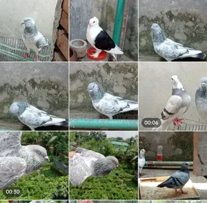 Silver Family Pigeons for Sale