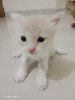 1-3 months Male Mixed Breed Persian