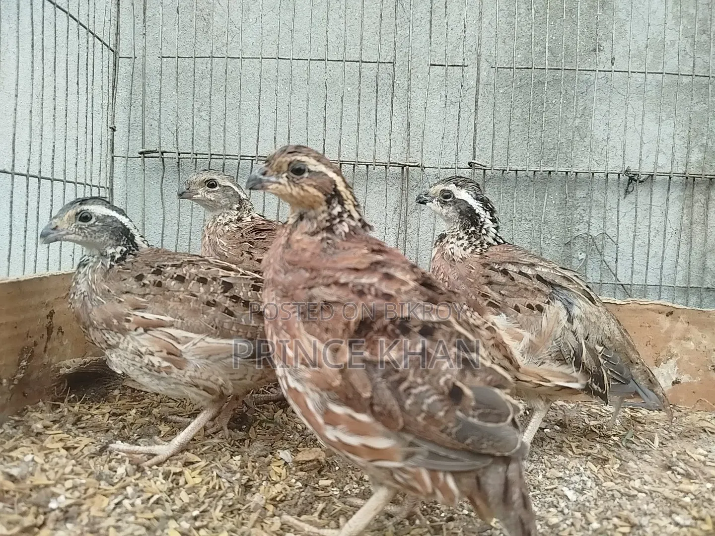 Bobwhite and Mexican Speckled