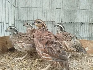 Bobwhite and Mexican Speckled