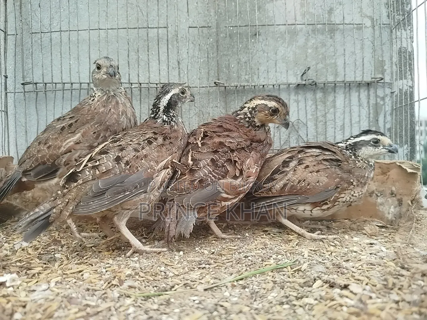 Bobwhite and Mexican Speckled