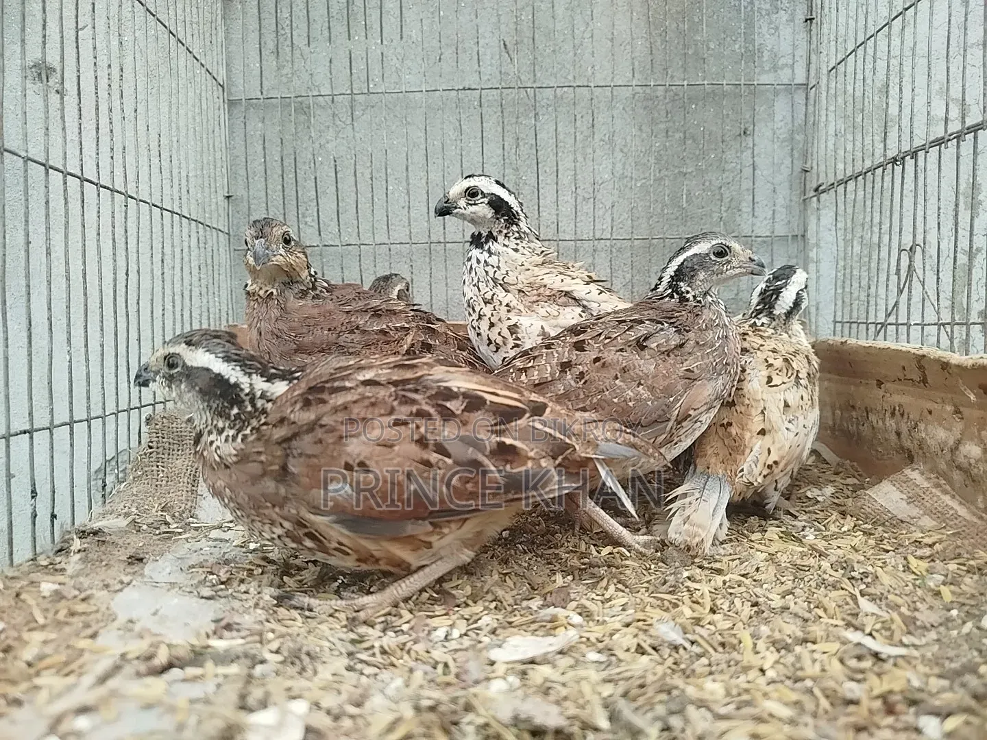 Bobwhite and Mexican Speckled