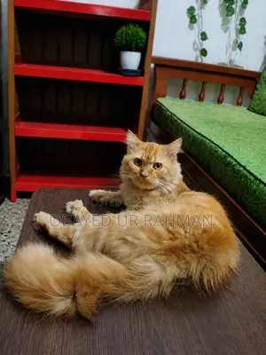 1+ year Male Purebred Persian