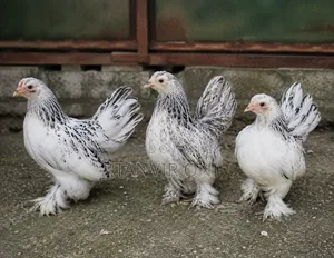 Bantam Chicken Chicks