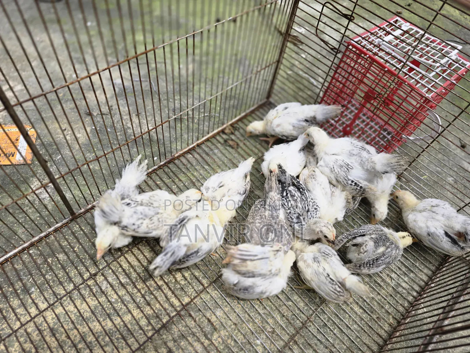 Bantam Chicken Chicks