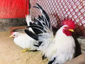 Bantam Chicken Chicks
