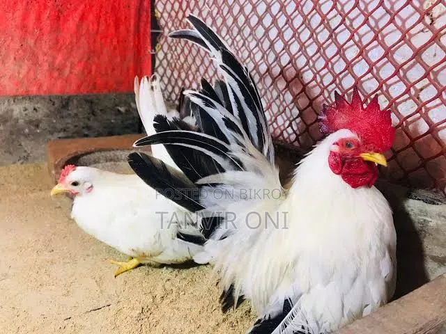 Bantam Chicken Chicks