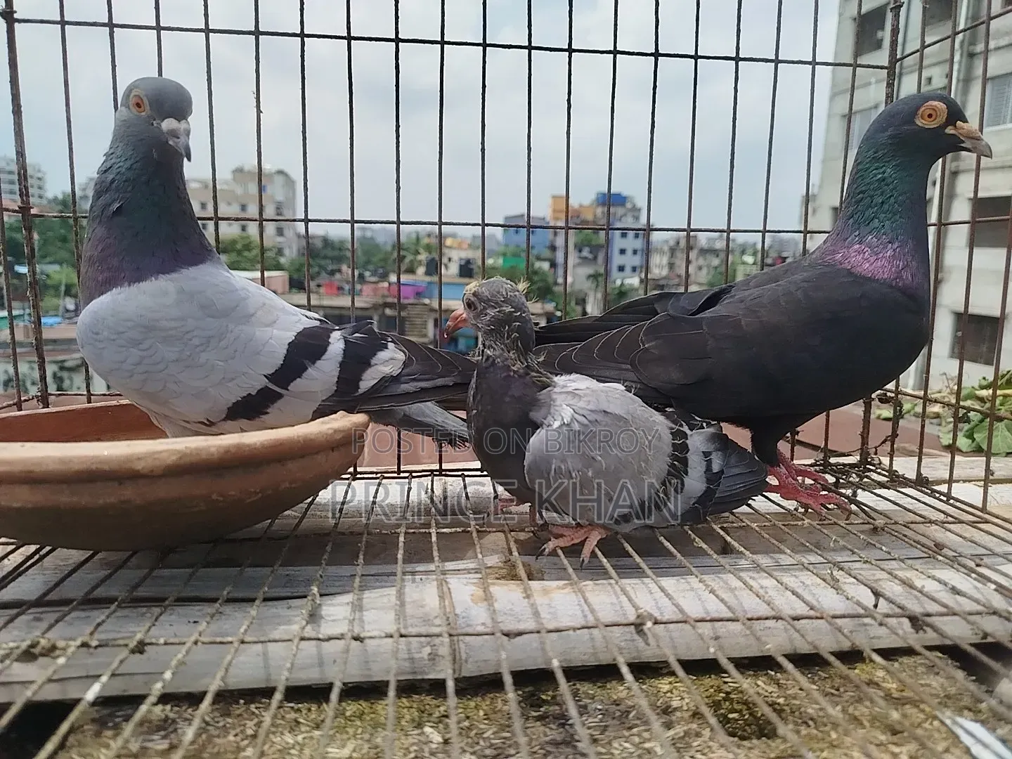 Homer Pigeon with One Chick