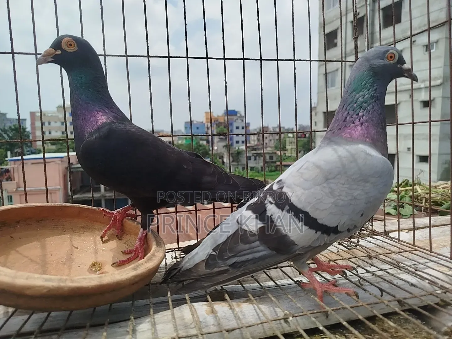 Homer Pigeon with One Chick