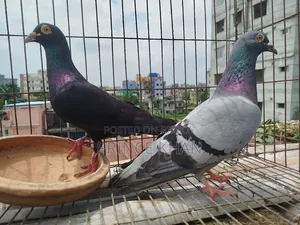 Homer Pigeon with One Chick
