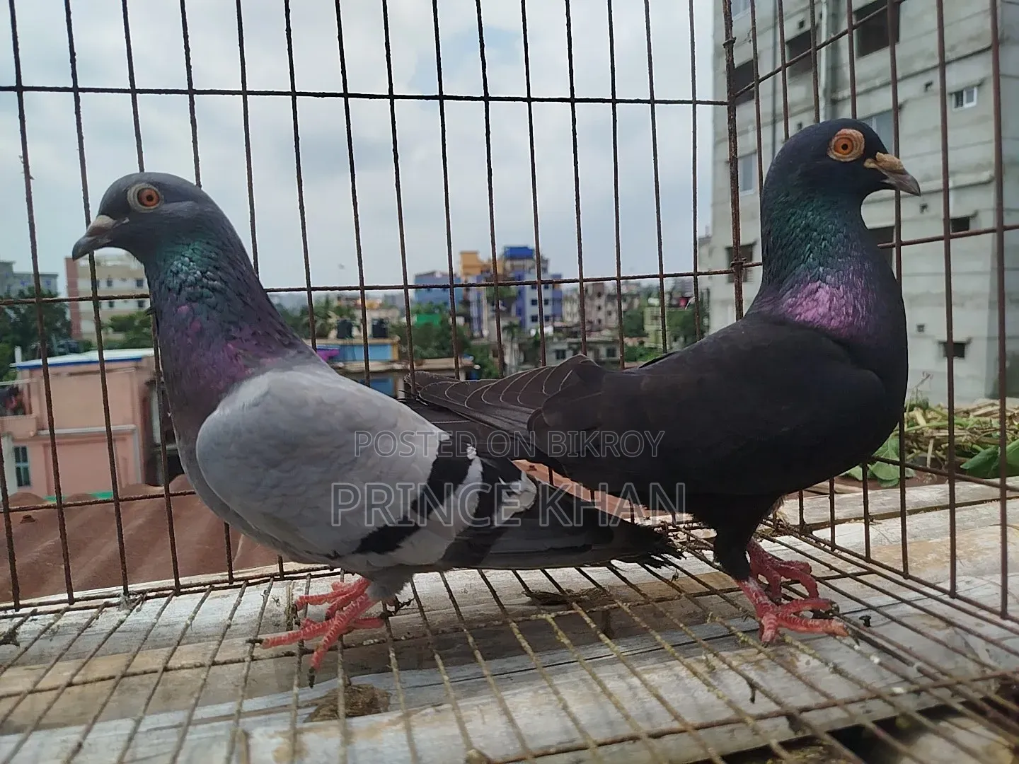 Homer Pigeon with One Chick