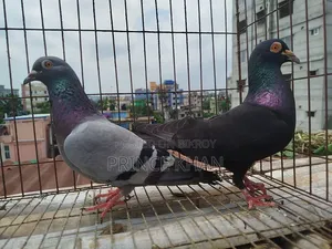 Homer Pigeon with One Chick