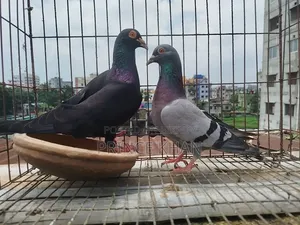 Homer Pigeon with One Chick