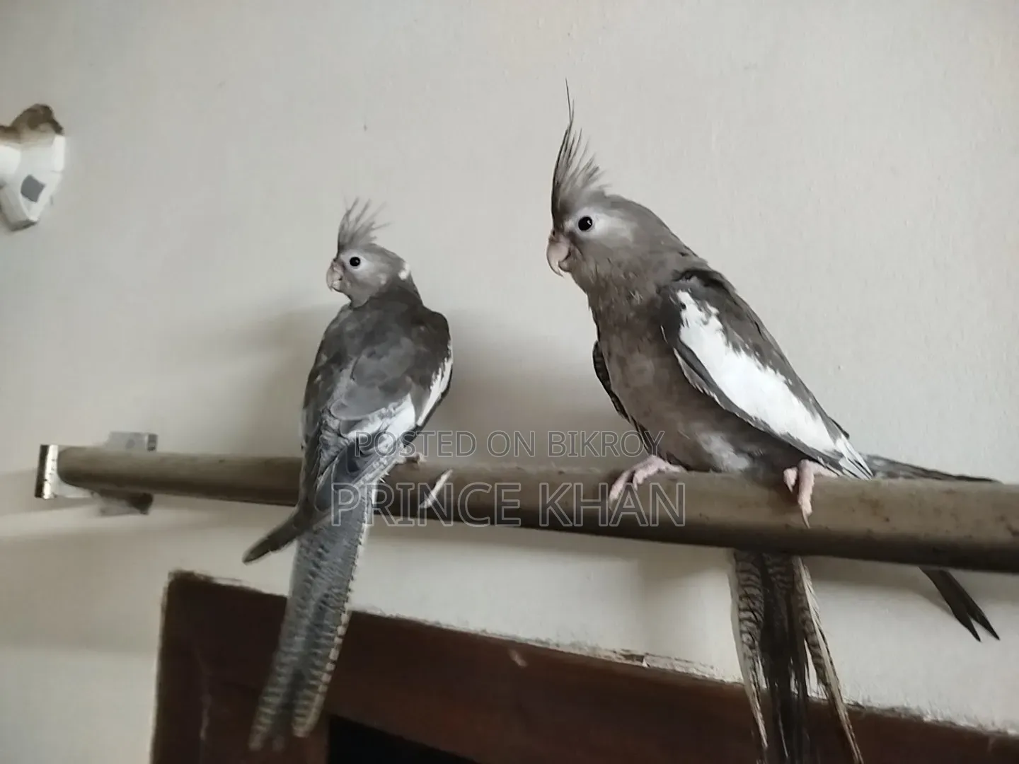 Cockatiel Bird