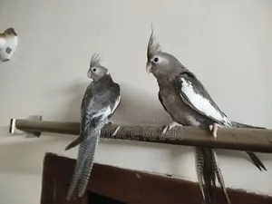 Cockatiel Bird