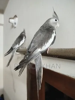 Cockatiel Bird