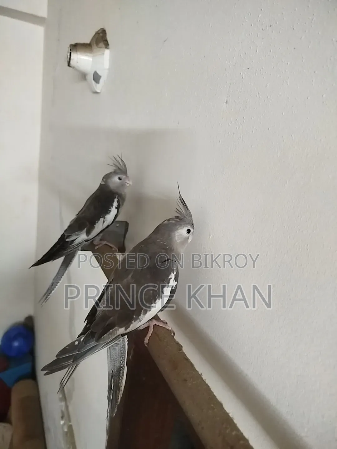Cockatiel Bird