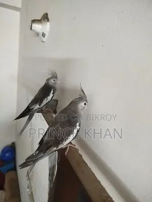Cockatiel Bird