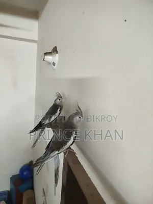 Cockatiel Bird