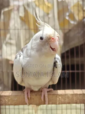 বিক্ষ বিক্রির জন্য