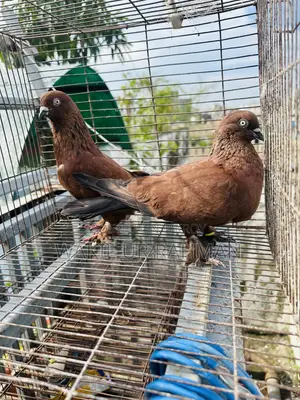 অরেঞ্জ চিলা রানিং পেয়ার