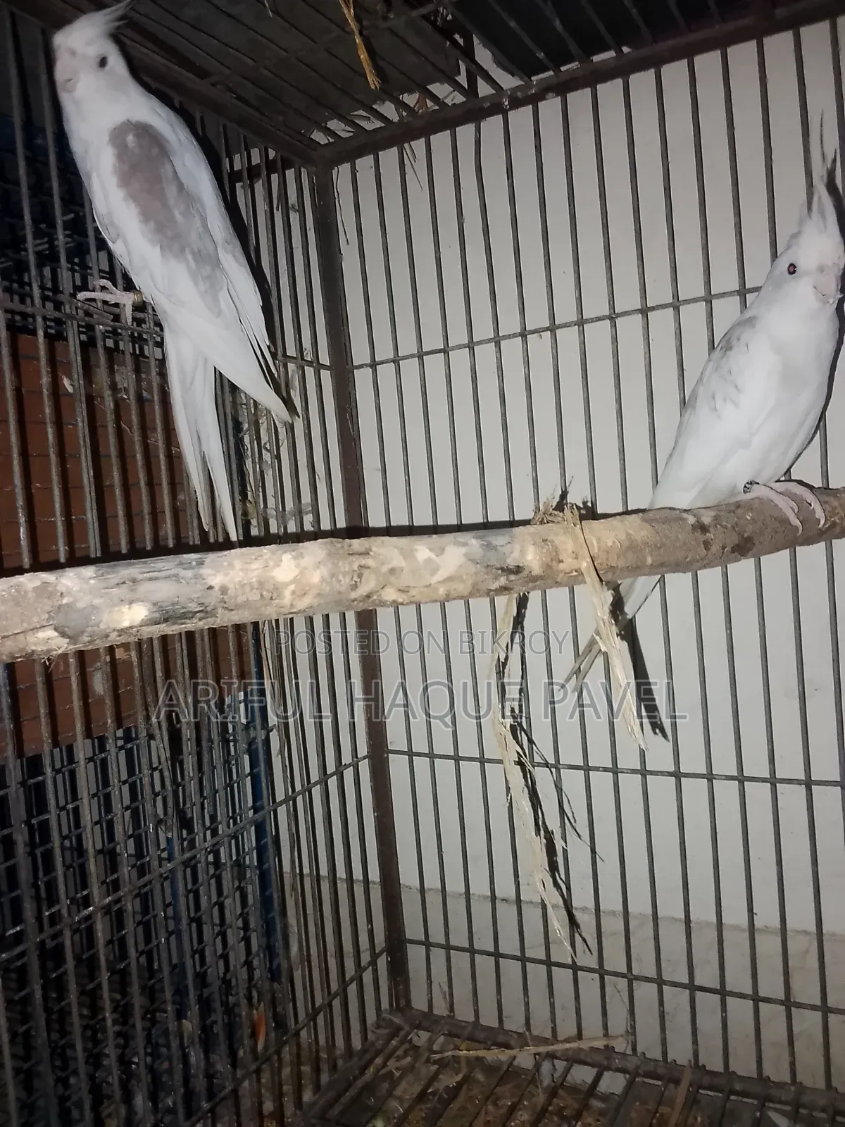 Albino Vpied Running Pair