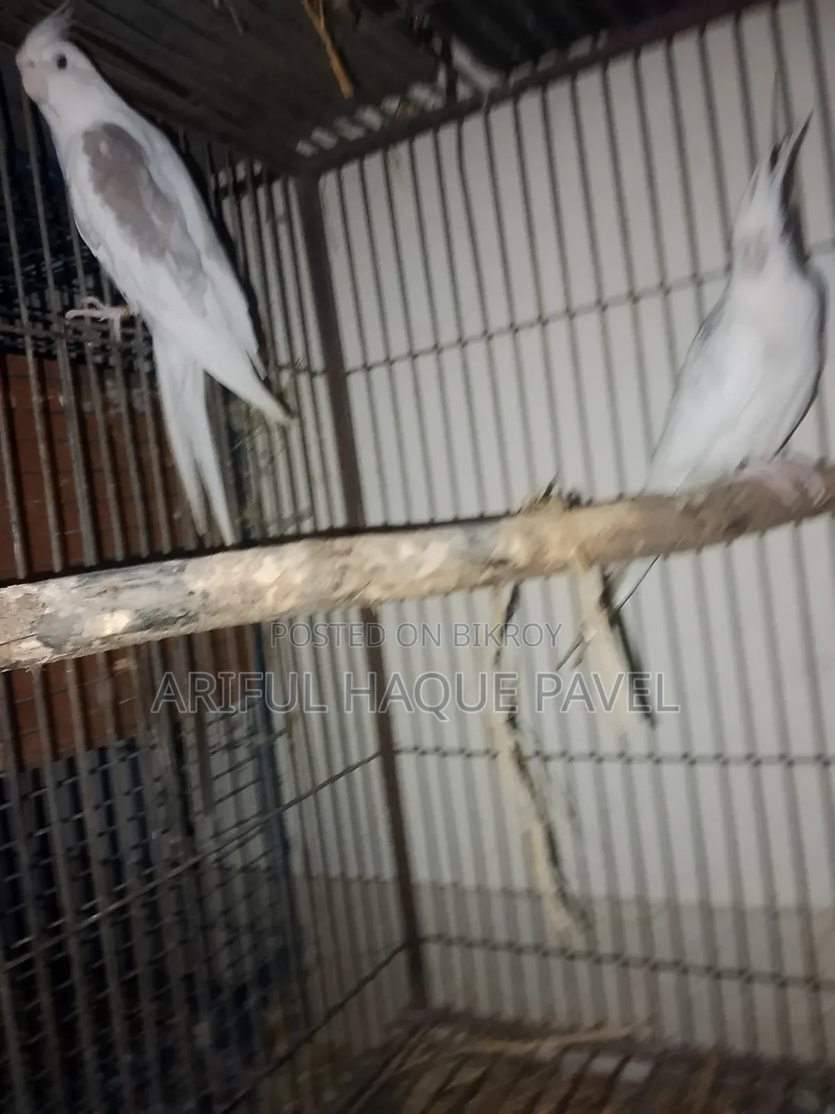 Albino Vpied Running Pair