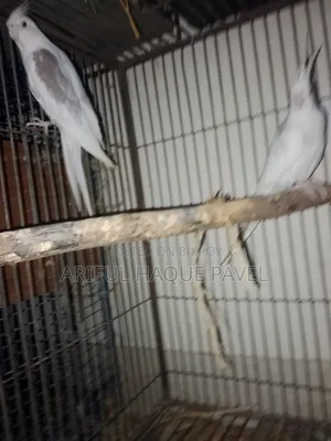 Albino Vpied Running Pair