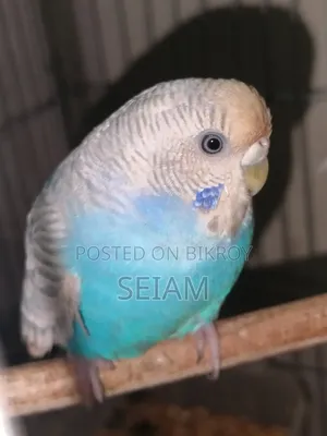 Adult Female Running Bajrigor Bird.