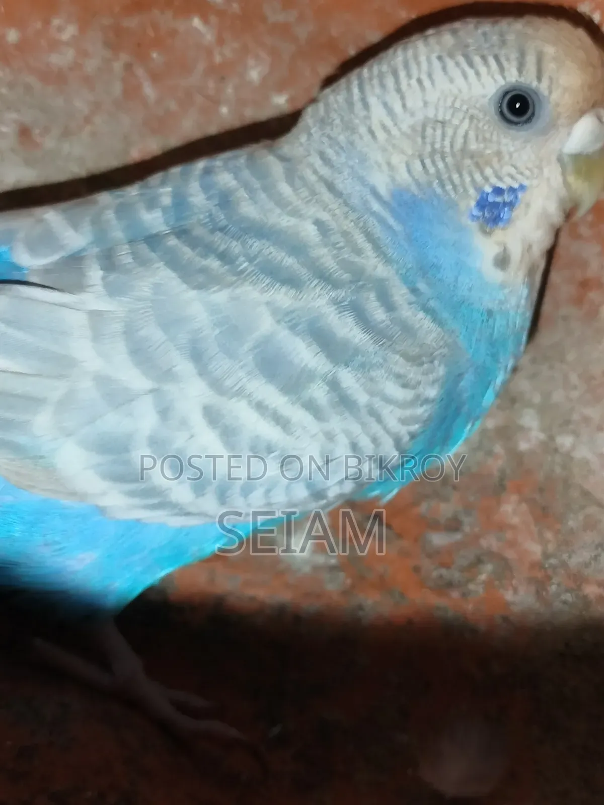 Adult Female Running Bajrigor Bird.