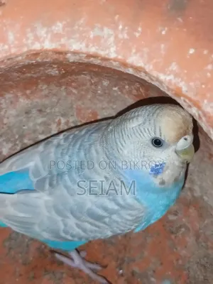 Adult Female Running Bajrigor Bird.