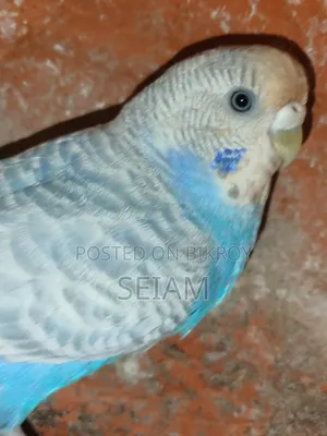 Adult Female Running Bajrigor Bird.