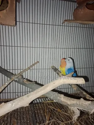 Running Love Bird 2 Pair