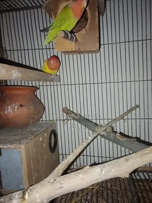 Running Love Bird 2 Pair
