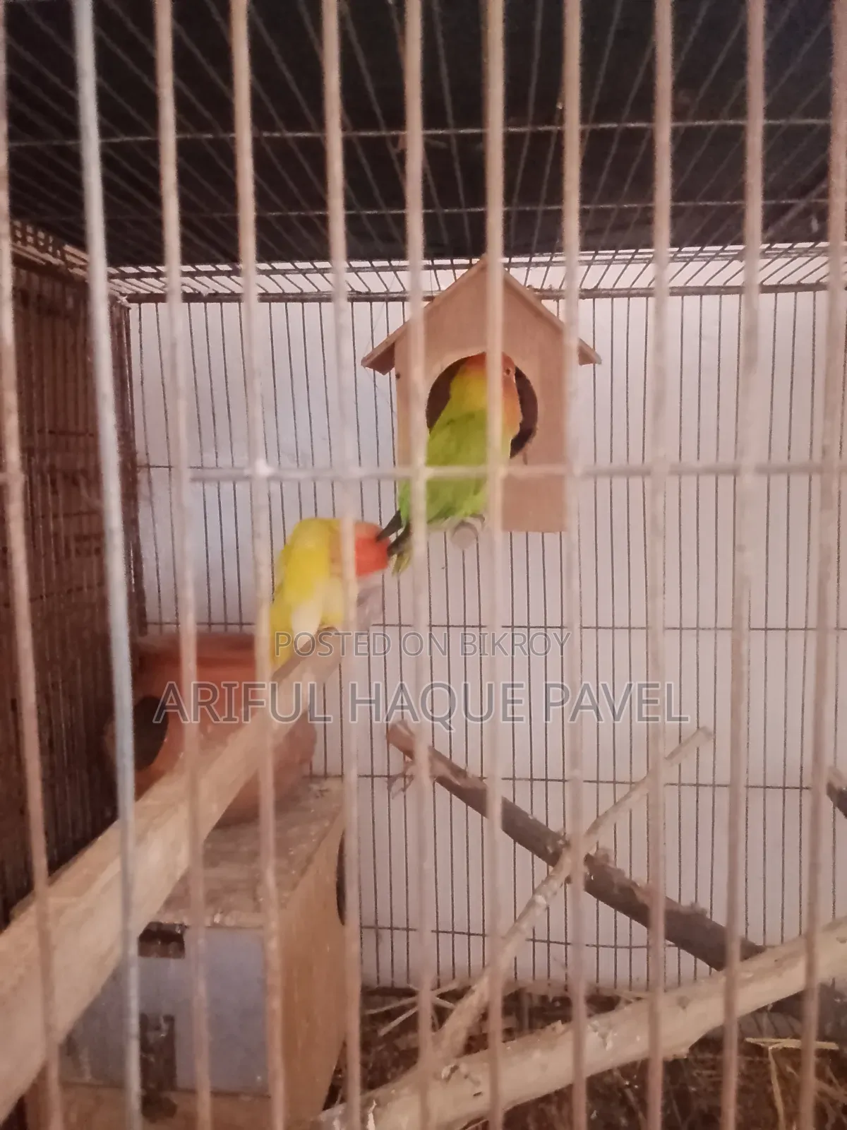 Running Love Bird 2 Pair