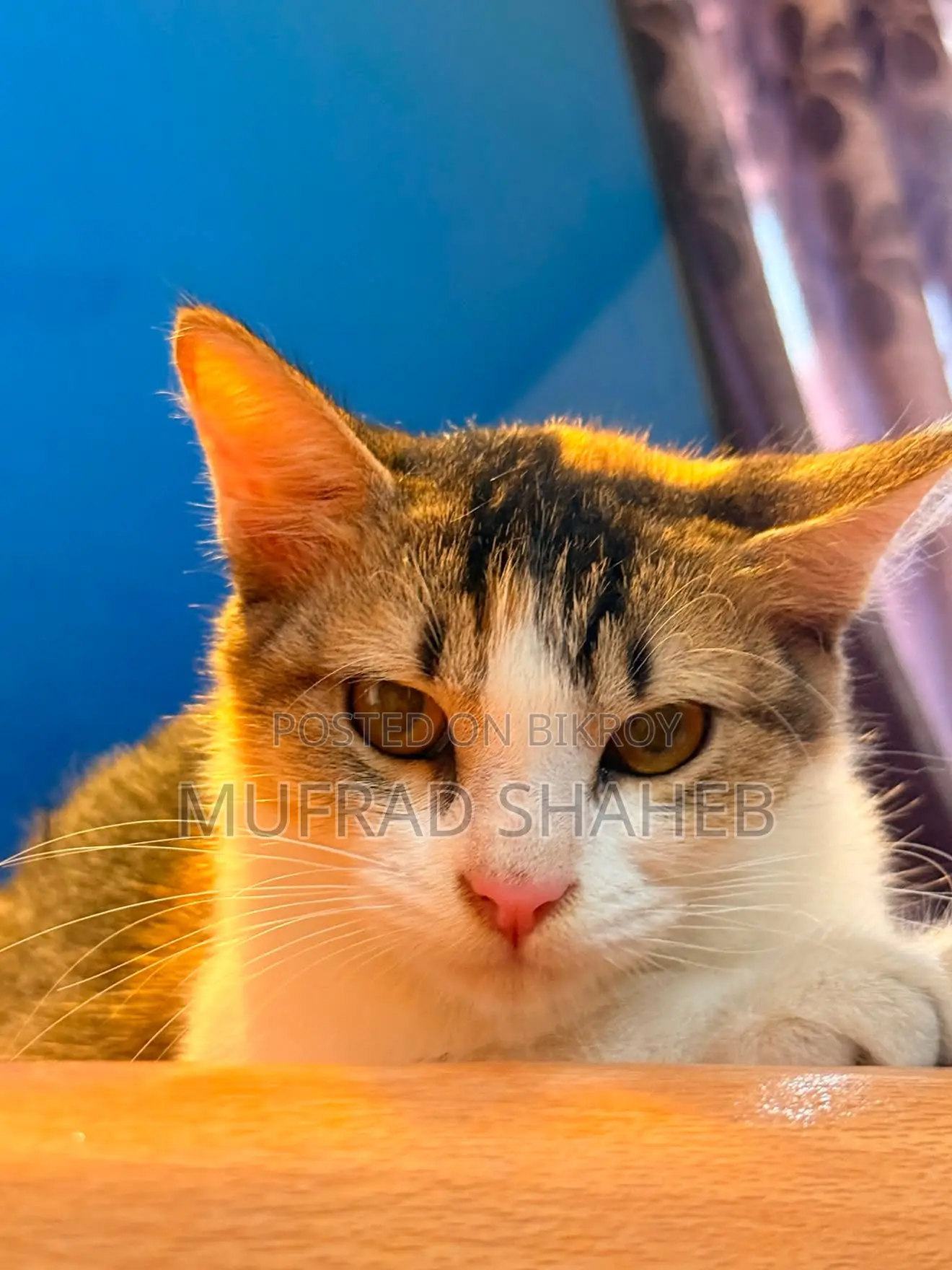3-6 months Female Mixed Breed Persian