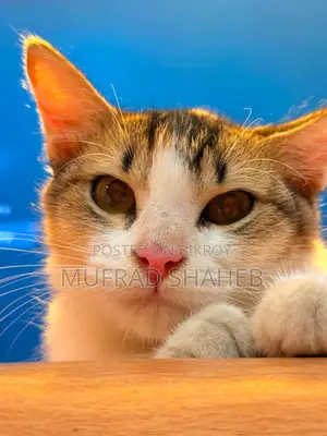 3-6 months Female Mixed Breed Persian