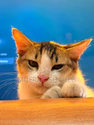 3-6 months Female Mixed Breed Persian